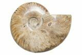 Polished Cretaceous Ammonite (Cleoniceras) Fossil - Madagascar #216065-1